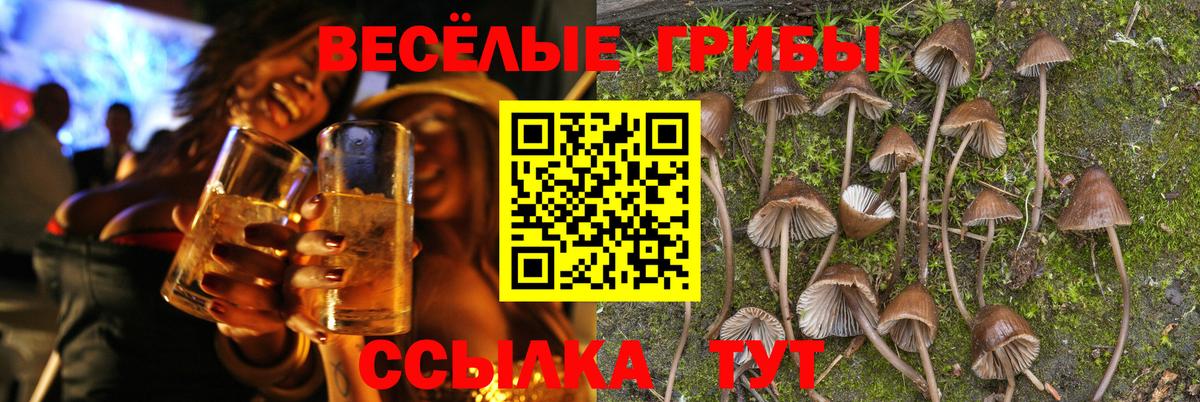 Псилоцибиновые грибы Psilocybine cubensis  Вход с VPN  Псилоцибиновые грибы GOLDEN TEACHER  Гусев 